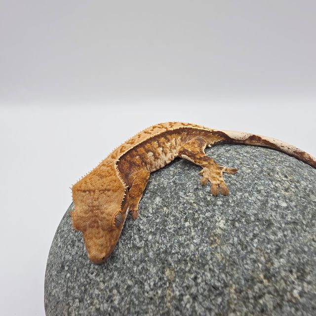 트라이 익스트림할리퀸 핀스트라이프 화이트핀 텐저린