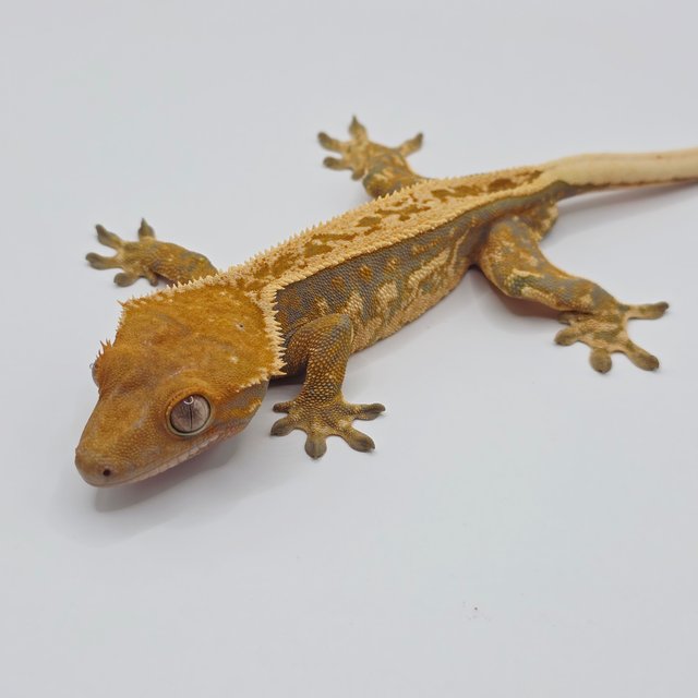 노멀 트라이 익스트림할리퀸 풀핀 텐저린