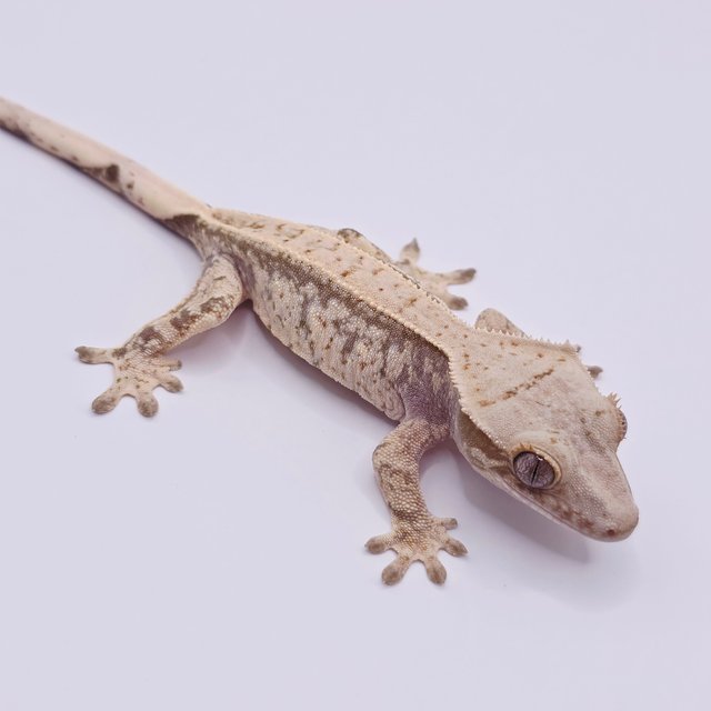 드리피 화이트스팟 노멀