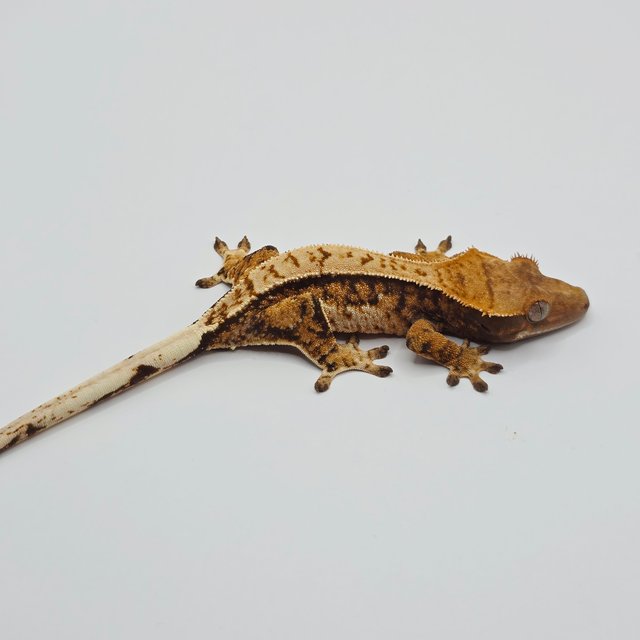 노멀 트라이 핀스트라이프 텐저린