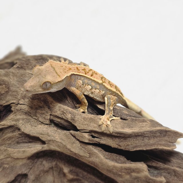 노멀 트라이 쿼드 핀스트라이프 화이트스팟