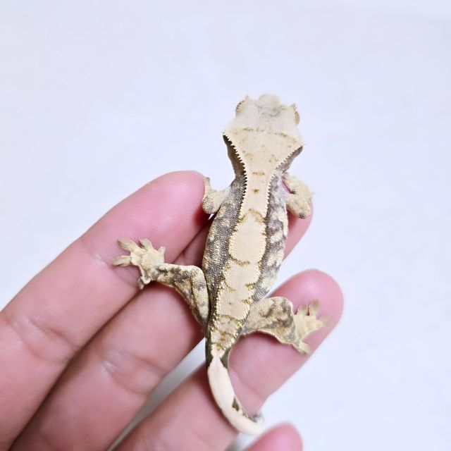 노멀 익스트림할리퀸 트라이