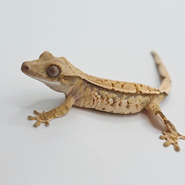 노멀 트라이 화이트스팟 화이트포트홀