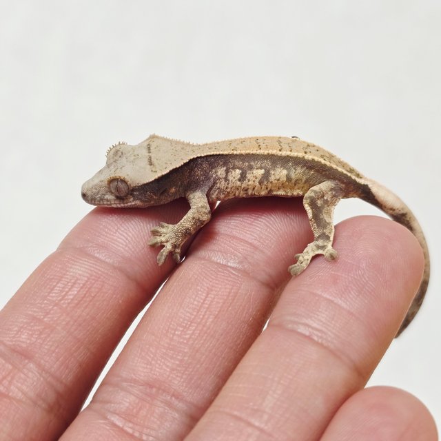 노멀 트라이 쿼드 풀핀