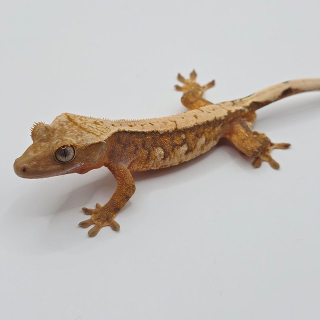 노멀 트라이 드리피 텐저린