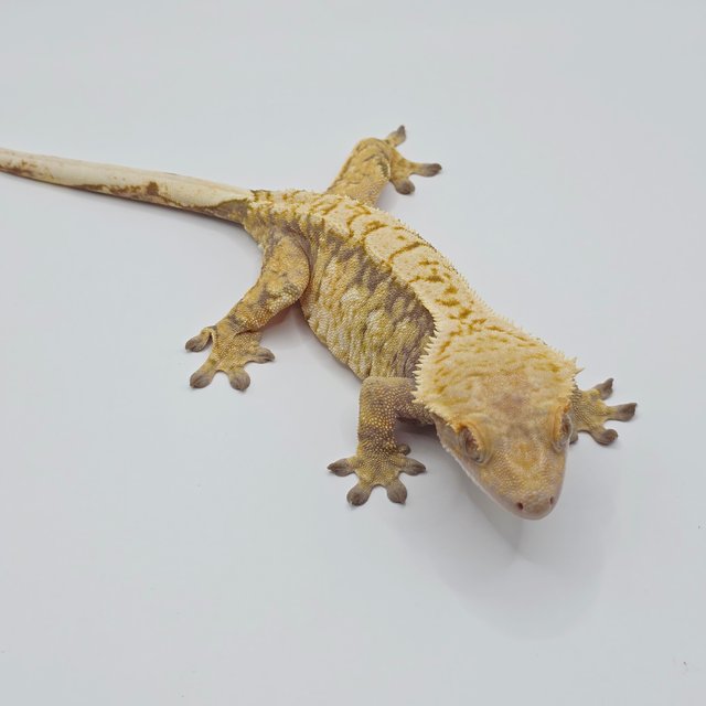 노멀 트라이 드리피 화이트스팟 익스트림할리퀸