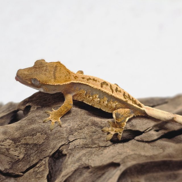 노멀 트라이 풀핀 화이트스팟 텐저린