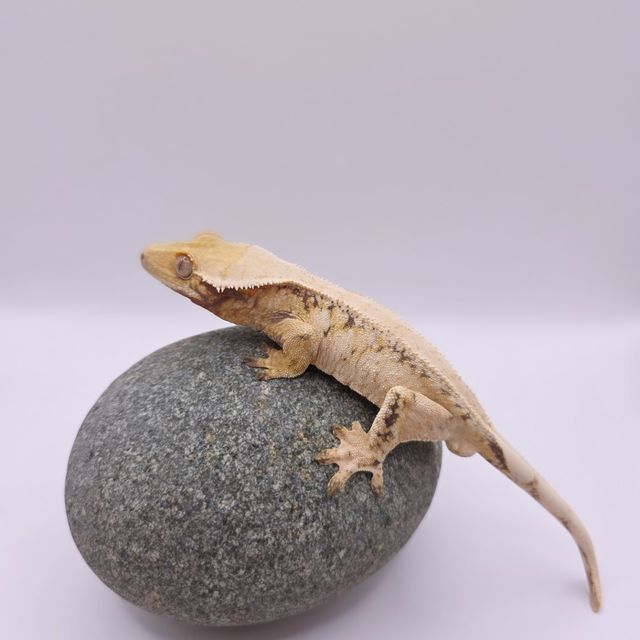 노멀 드리피 화이트스팟