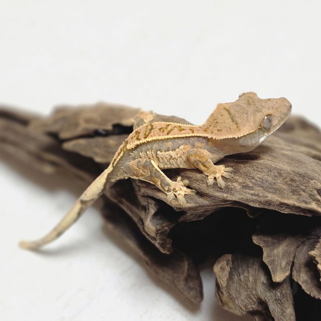 노멀 트라이 쿼드 핀스트라이프 화이트스팟