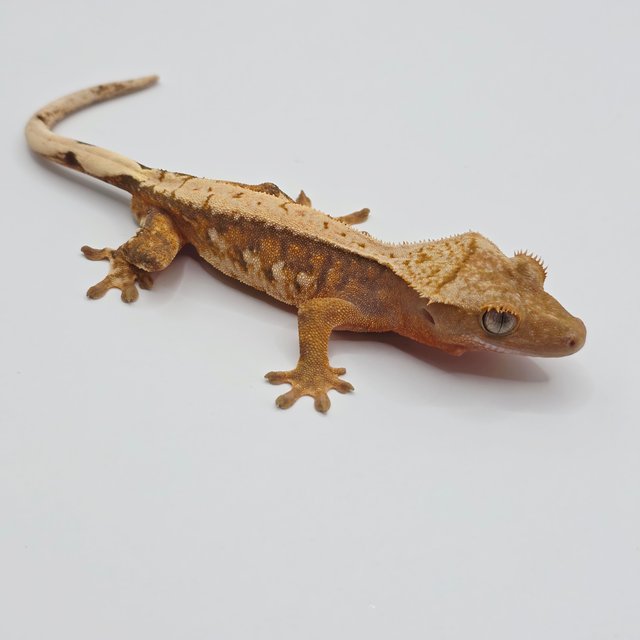 노멀 트라이 드리피 텐저린