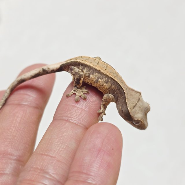 노멀 트라이 쿼드 풀핀