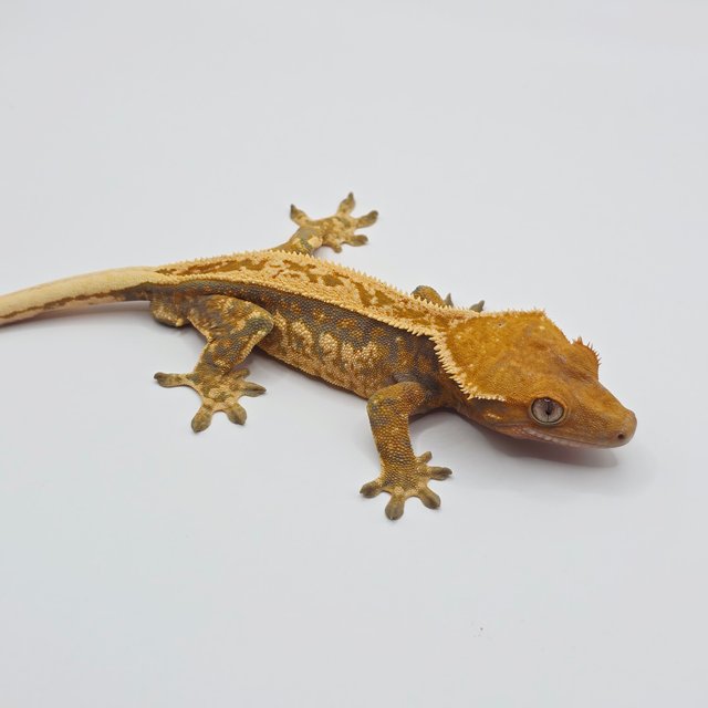 노멀 트라이 익스트림할리퀸 풀핀 텐저린