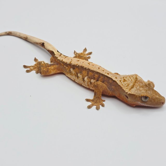 노멀 트라이 드리피 텐저린