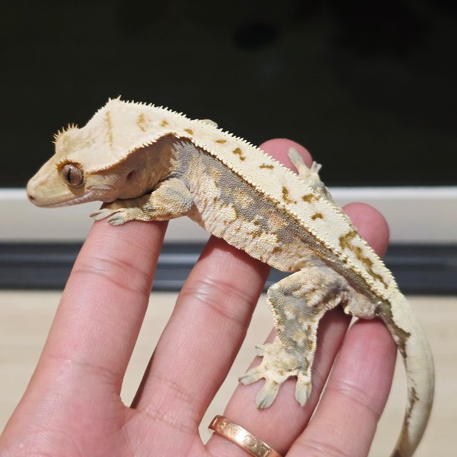 노멀 트라이 화이트핀 쿼드