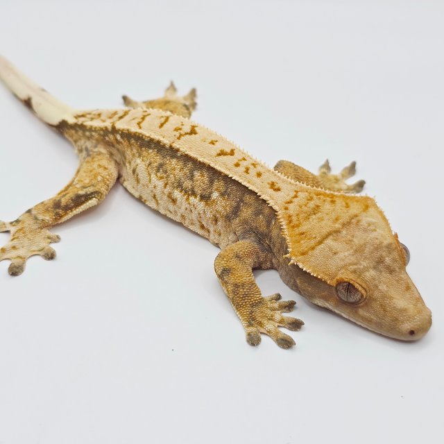 노멀 트라이 핀스트라이프 텐저린