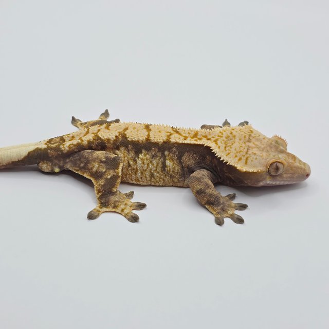 노멀 트라이 익스트림할리퀸 드리피 화이트스팟