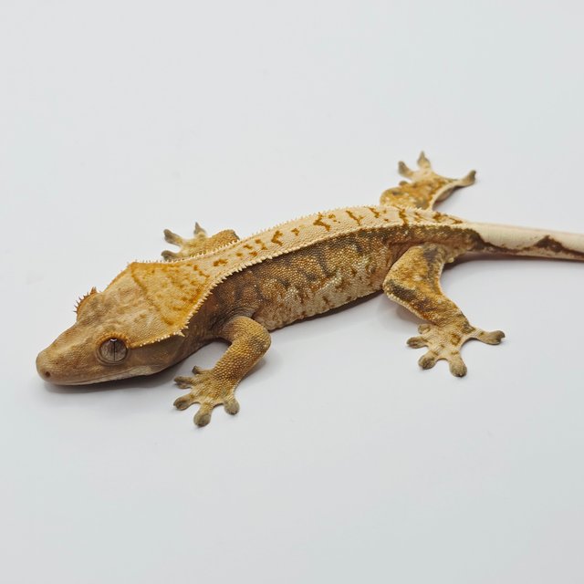 노멀 트라이 핀스트라이프 텐저린