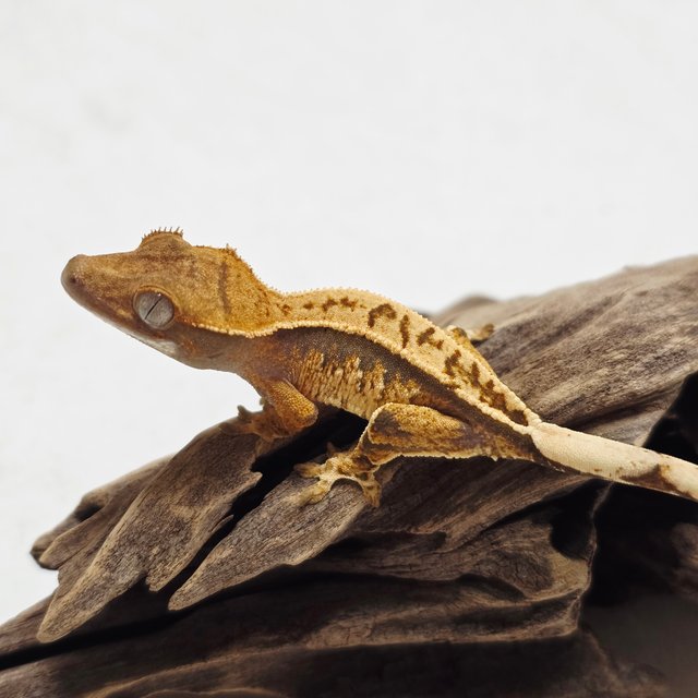 노멀 트라이 풀핀 화이트스팟 텐저린