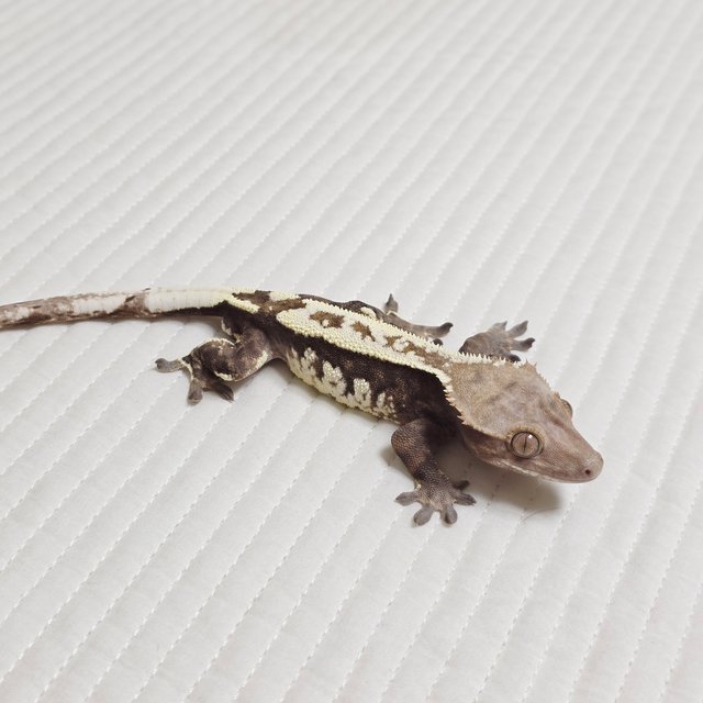 카푸치노 화이트핀