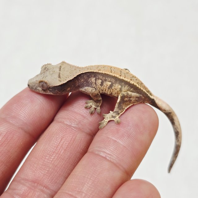 노멀 트라이 쿼드 풀핀