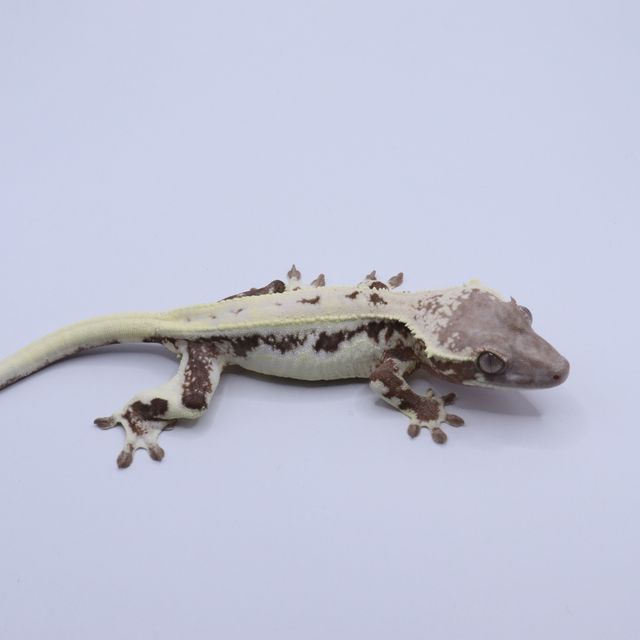 릴리 세이블