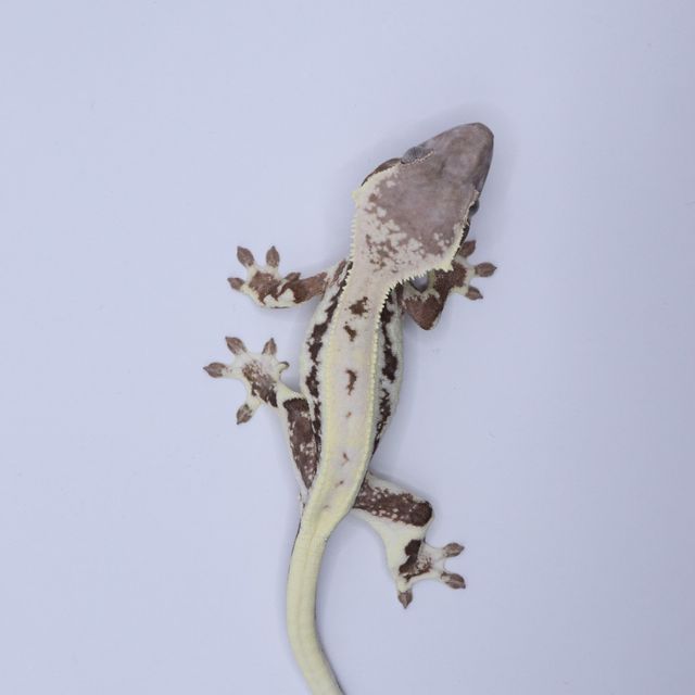 릴리 세이블