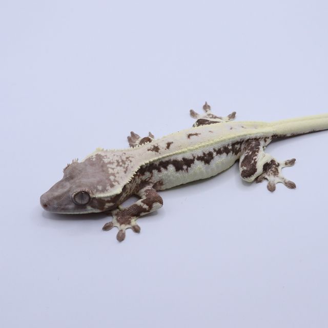 릴리 세이블