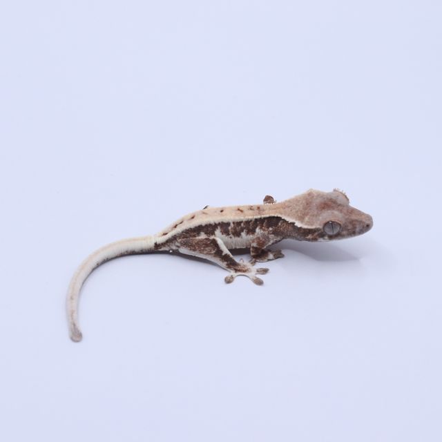 릴리 세이블