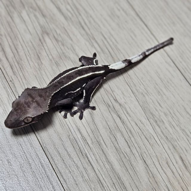 아잔틱