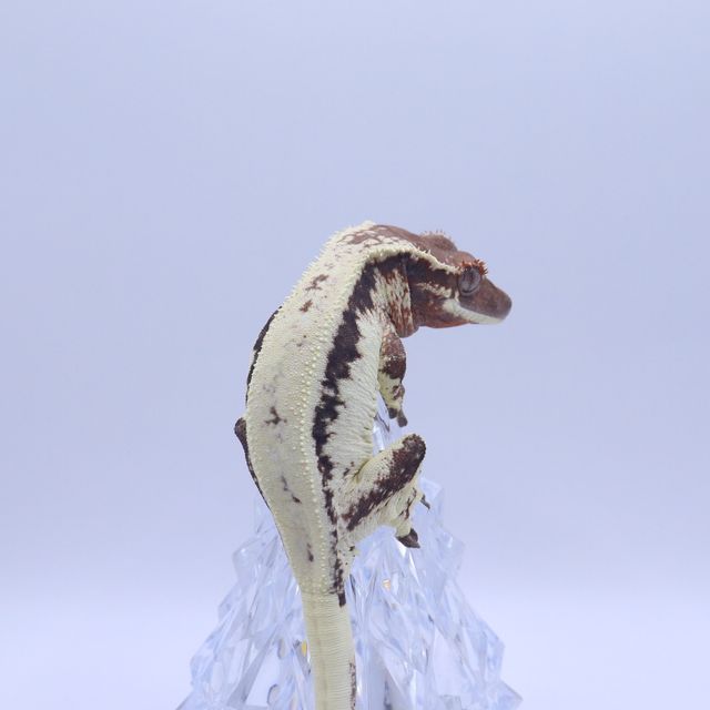 릴리 세이블