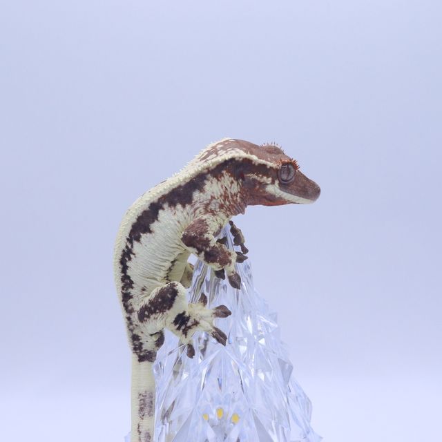 릴리 세이블