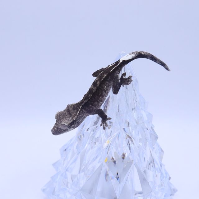 아잔틱