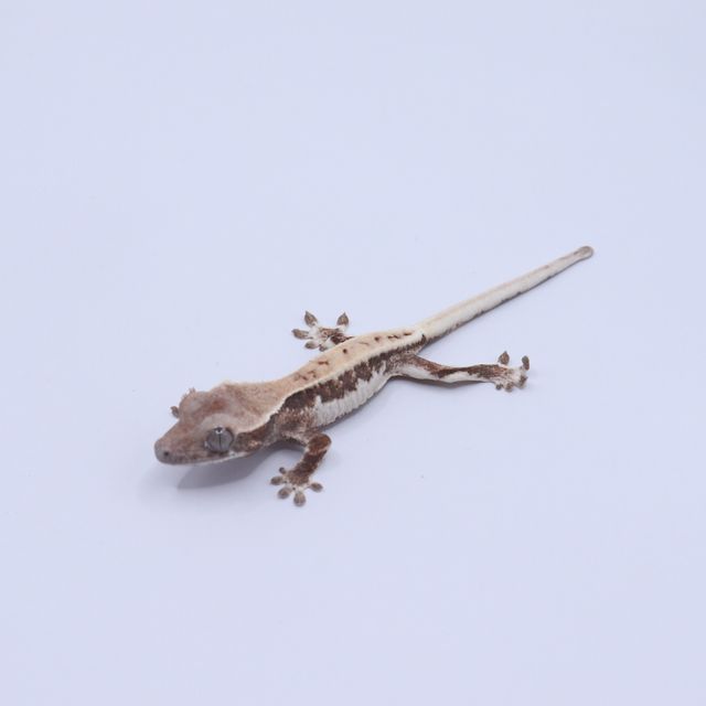 릴리 세이블
