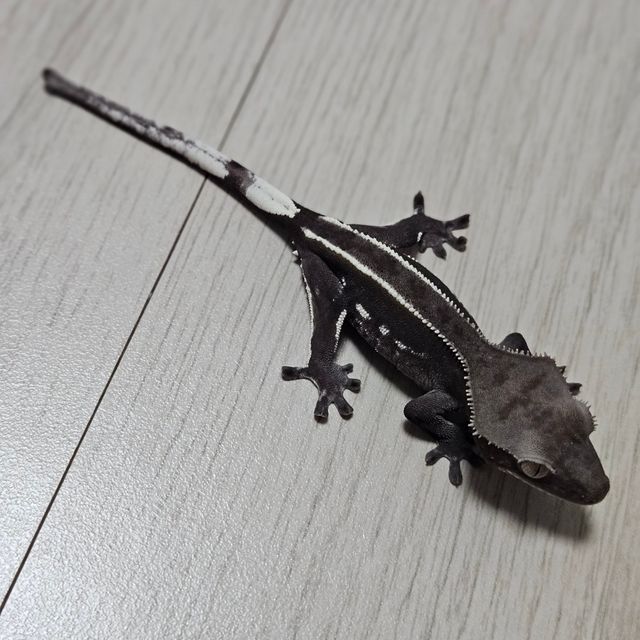 아잔틱