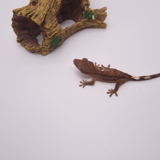 카푸치노