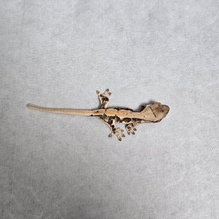 릴리100%헷아잔틱