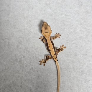 릴리100%헷아잔틱