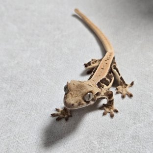 릴리100%헷아잔틱