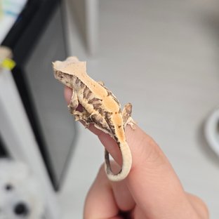 릴리100%헷아잔틱