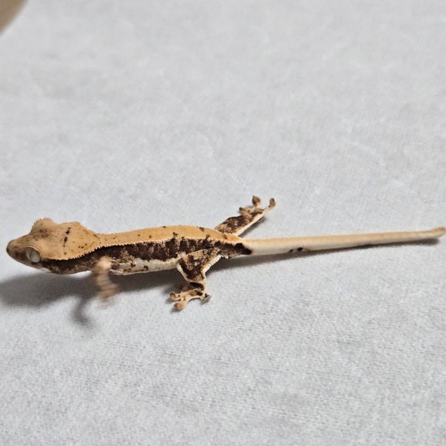 릴리100%헷아잔틱