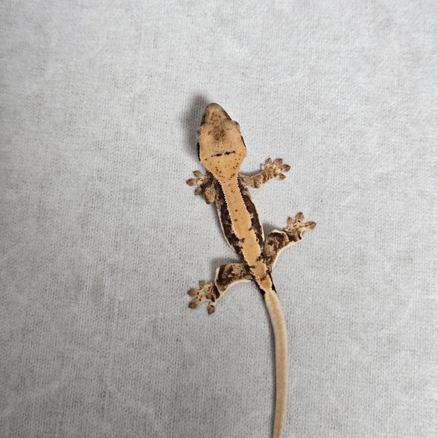 릴리100%헷아잔틱