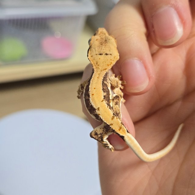 릴리100%헷아잔틱