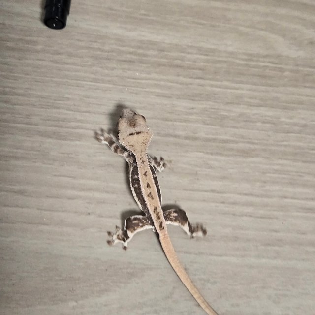 릴리100%헷아잔틱