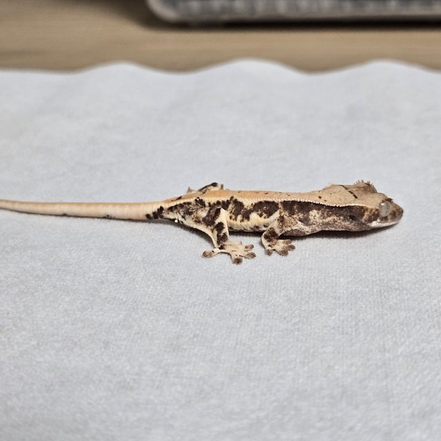 릴리100%헷아잔틱