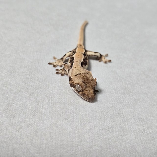 릴리100%헷아잔틱