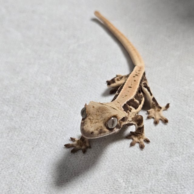 릴리100%헷아잔틱