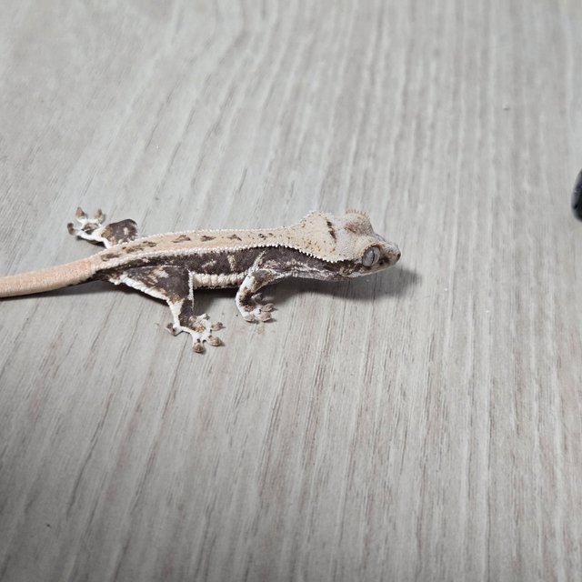 릴리100%헷아잔틱