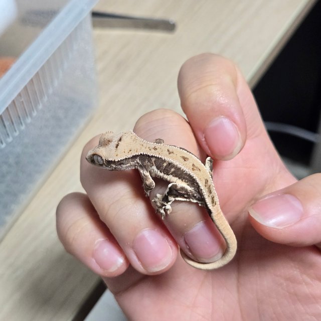 릴리100%헷아잔틱