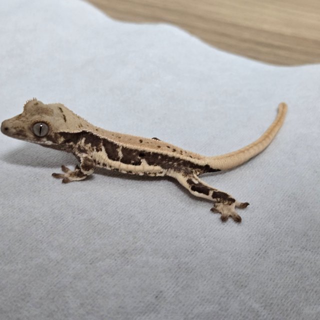 릴리100%헷아잔틱