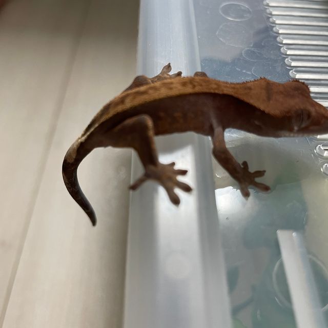 카푸치노